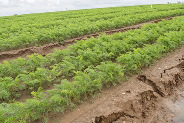 Fototapeta na wymiar Carrots crop