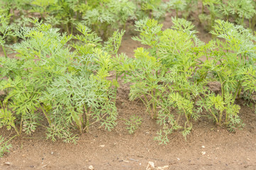 Fototapeta na wymiar Carrots crop
