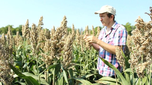Farmer in millet corn field hands holding millets