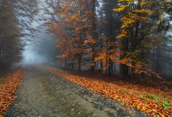 deserted road autumn forest