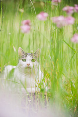 Katze liegt auf einer Wiese im Gras