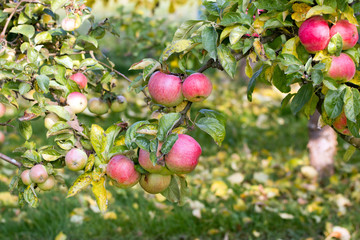 Rote Äpfel im Herbst