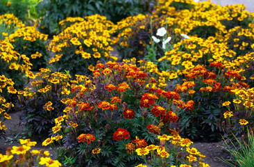 yellow and red flowers