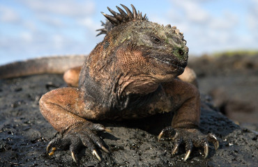 Portrait of the sea iguana sitting on the rocks. Close-up. Galapagos Islands. An excellent illustration.