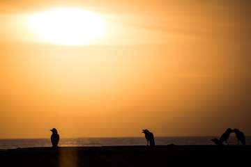 Obraz premium Vögel auf Dach, Sonnenuntergang