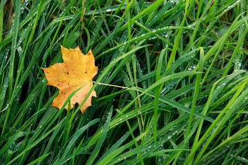 autumn leaf on morning dew green grass