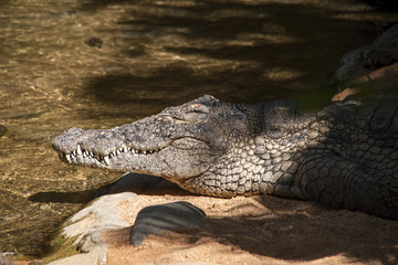 Animales salvajes, cocodrilo del Nilo