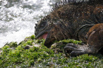 The marine iguana eats algae on the rocks. Close-up. Galapagos Islands. An excellent illustration.