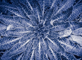 blue monochrome herbaceous plant shaped like rosette