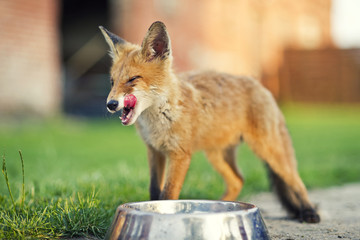 Small fox drinking water