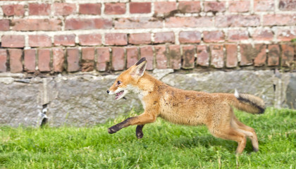 Small fox running