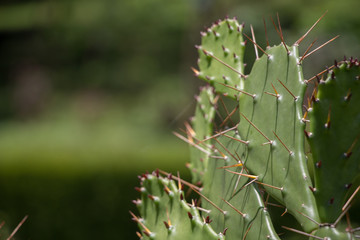 Kaktus, Stacheln