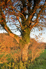 lumière du soir sur la campagne en automne