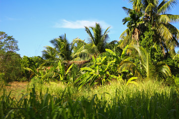 Obraz premium Dschungel, Sri Lanka