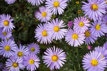 Fioletowe kwiaty © Senatorek