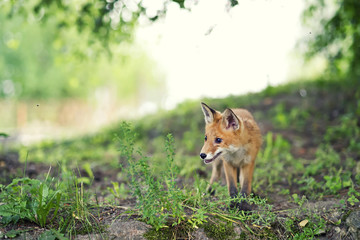 Small fox