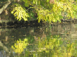 Réflexion d'arbres sur l'eau
