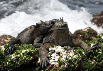 The marine iguana sitting on the rocks near the surf. Galapagos Islands. An excellent illustration.