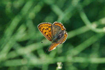 Farfalla colorata