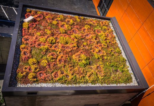 Green Or Living Roof With Colorful Vegetation Growing  To Insulate, Filter Water And Treat Air In Urban Landscapes 
