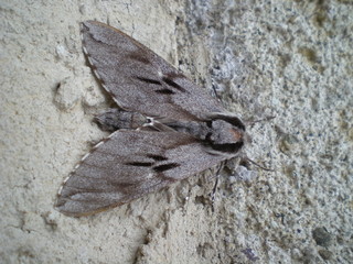 Falena