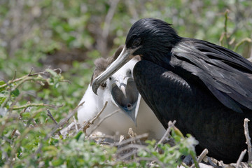 Nestling frigate bird sitting in a nest. Close-up. Galapagos Islands. An excellent illustration.