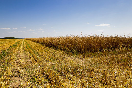  harvest of cereals © rsooll