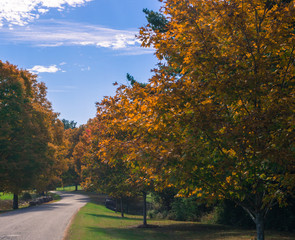 Naklejka premium a country road curves to the left lined with maple trees in autumn glory 