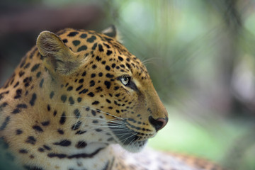 Closeup portrait of jaguar