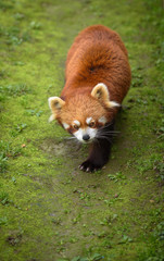 Red panda walking