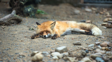 Red fox lying sleeping on the ground (looks dead)
