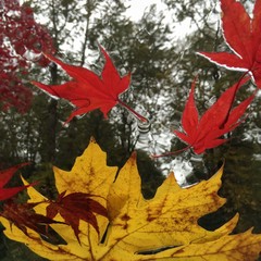 Fototapeta premium Leaves on a window