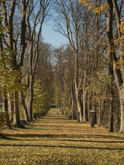 Allee im Herbst