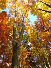 traumhafter herbsttag