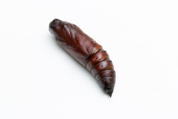 pupa