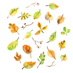 Collection beautiful colorful watercolor autumn leaves on white background. Hand drawn illustration.