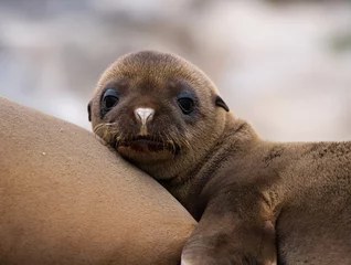 Foto op Canvas Portrait of a baby sea lion. Close-up. Galapagos Islands. An excellent illustration. © gudkovandrey
