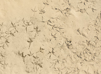 Bird steps in water