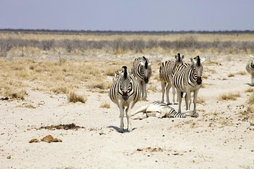 pregnant Damara zebra, Equus burchelli antiquorum,in Etosha National Park, Namibia