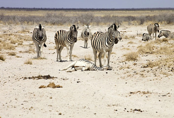 Fototapeta na wymiar pregnant Damara zebra, Equus burchelli antiquorum,in Etosha National Park, Namibia