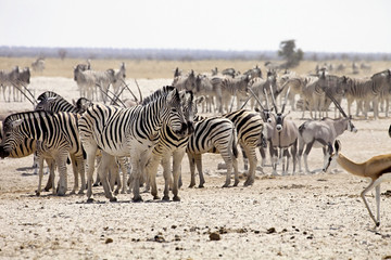 Fototapeta na wymiar huge herds of zebra and antelope at waterhole Etosha, Namibia