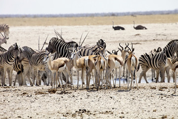 Obraz na płótnie Canvas huge herds of zebra and antelope at waterhole Etosha, Namibia