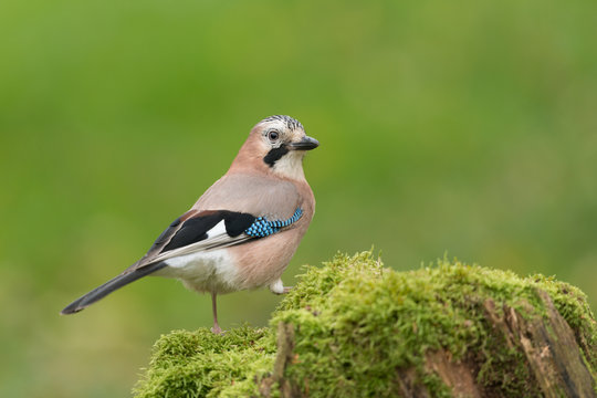 Eichelh&auml;her, Eurasian jay, Garrulus glandarius