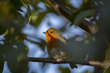 Robin Red Breast (Erithacus rubecula)