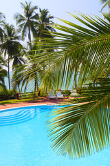 palm leaf in front of swimming pool by sea
