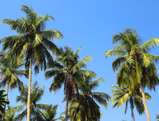 Fototapeta na wymiar coconut palms against blue sky