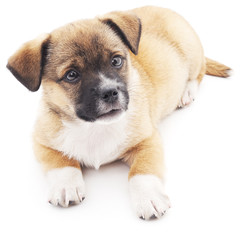 Obraz premium Brown puppy.