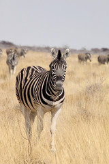 Naklejka premium portrait Damara zebra, Equus burchelli