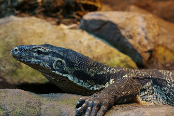 Bindenwaran, Leguan, Echse