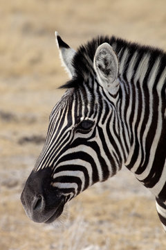 portrait Damara zebra, Equus burchelli